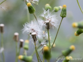 Flowers and seeds